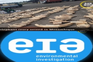 EIA do Reino Unido congratula o Governo de Moçambique pela apreensão de cornos de Marfim no Porto de Maputo