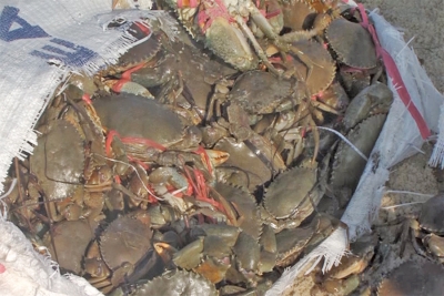 Apreendidos 1591 quilos de caranguejo na cidade da Beira