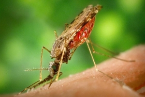 Cabo Delgado: 22 óbitos e mais de 300 mil casos de Malária registado em três meses do presente ano