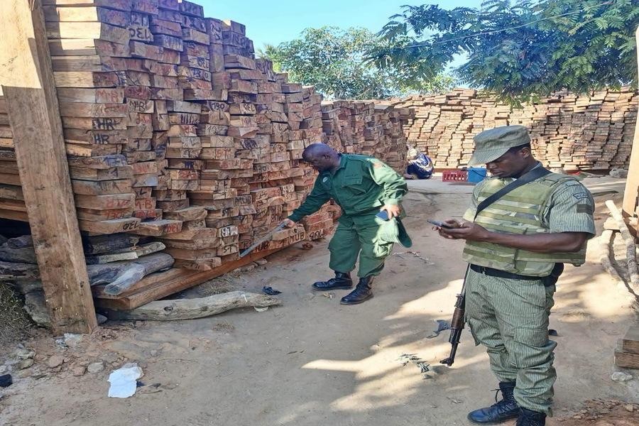 Cabo Delgado: Nove mil pranchas de madeira apreendidas em Mocímboa da Praia, distrito marcado pelos ataques insurgentes