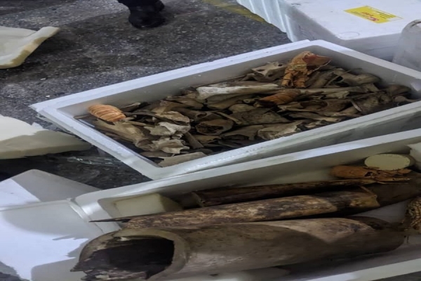 Fotos Exclusiva da parte da carga que comprova que são pontas de Marfim e ossos de espécies proibidas que a Zumbo FM Notícias teve acesso.