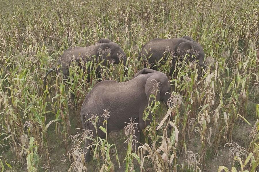 Cabo Delgado: Ataques de elefantes intensificam e ameaçam produção agrícola em Quissanga