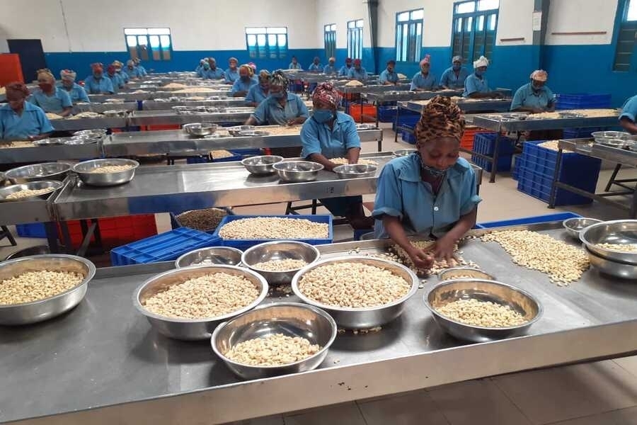 Cabo Delgado: Falta pelo menos 4 unidades de processamento de castanha de caju para satisfazer a demanda