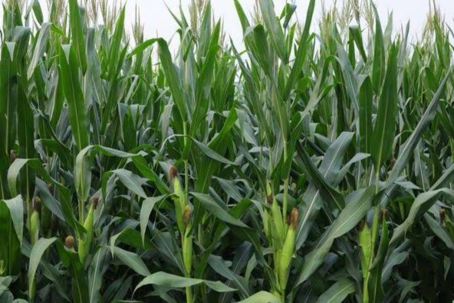 Cabo Delgado: Cerca de 2 milhões de dólares para o sector agrícola em Balama