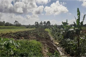 Cabo Delgado: Cerca de 160 mil famílias perderam terras de cultivo devido ataques terroristas