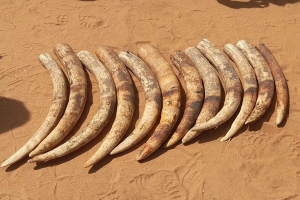 Cabo Delgado: Cidadão detido em Pemba na posse de 28 kg de pontas do marfim